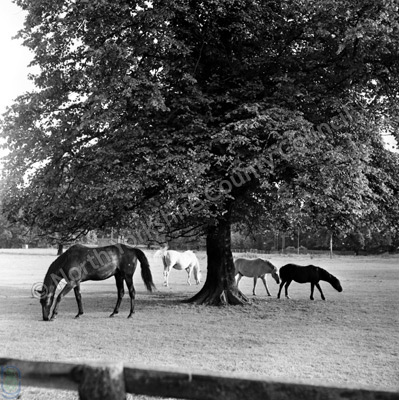 Horses at Langton Hall
